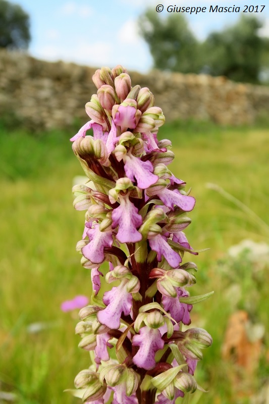 Barlia robertiana - alto Salento